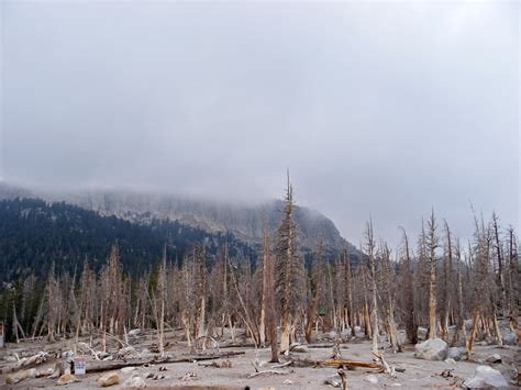 Dead trees by Horseshoe Lake: Mammoth Lakes, California