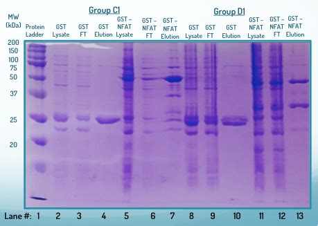 lab techniques - Help analyzing SDS-Page gel - Biology Stack Exchange