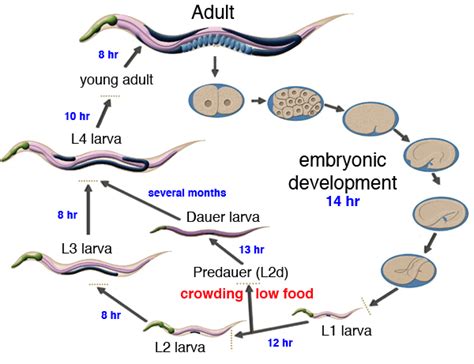 Development of Caenorhabditis elegans