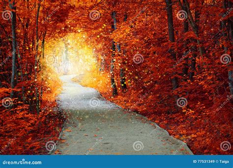 Magical Autumn Forest with Path and Fantastic Glow Stock Image - Image of outdoors, perspective ...