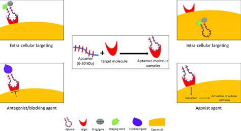 Aptamer applications in cancer medicine. Oligonucleotide aptamer can ...