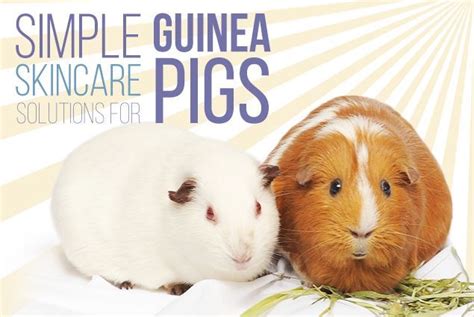 Aromatherapy skincare products for guinea pigs