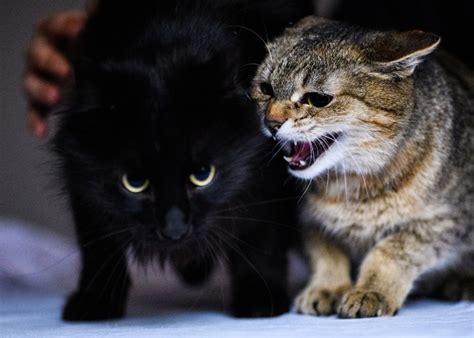 Why Is My Cat Growling? 7 Reasons You Should Know - All About Cats