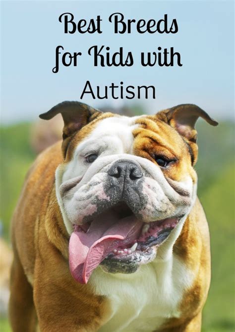 4 Best Dogs for Kids with Autism- DogVills