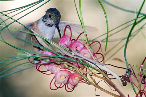 Hummingbird Feeding Photograph by RM Vera - Fine Art America