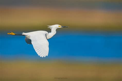 Snowy Egret in-flight — Greg Gard