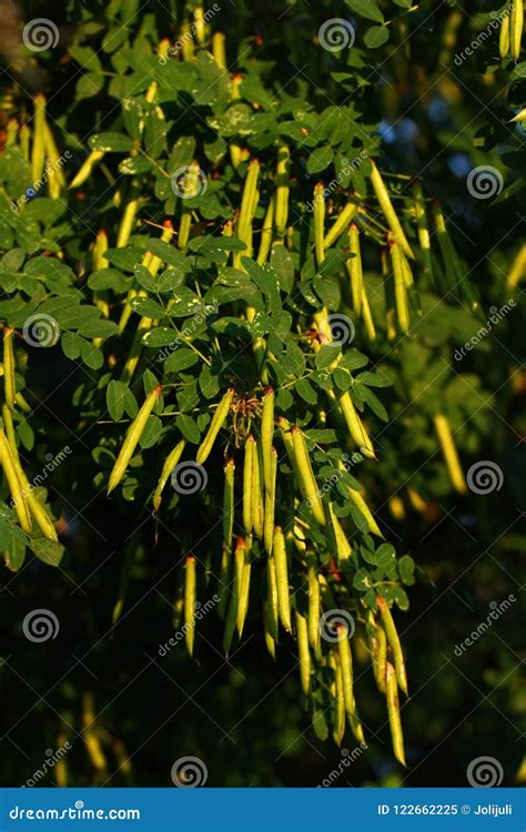 Acacia pods stock image. Image of sunlight, pods, garden - 122662225