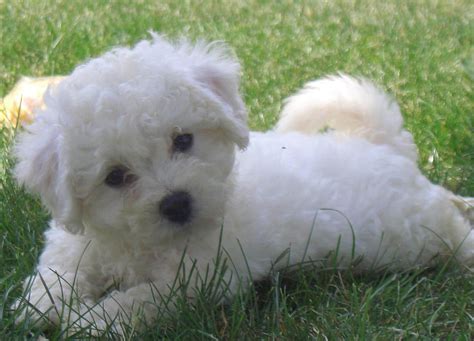 Bichon frise - Dogs breeds | Pets