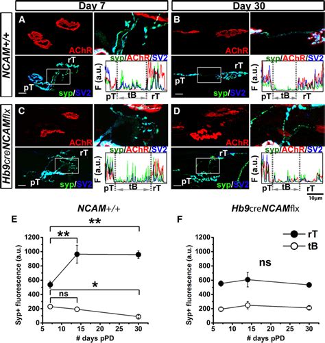 Synaptic vesicles fail to localize to newly sprouted synapses in ...