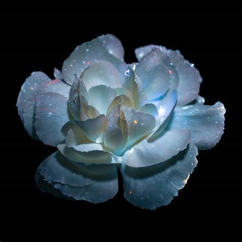 Radiant Photographs Capture Flowers Veiled in Ultraviolet Light