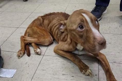 Dog Weighing Only 17 Pounds Rescued in Paterson, Shelter Says