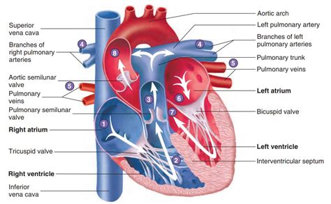 Route of Blood Flow Through the Heart