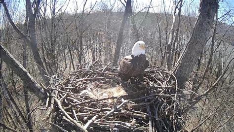 Eagle Camera 2023 Results – Cardinal Land Conservancy