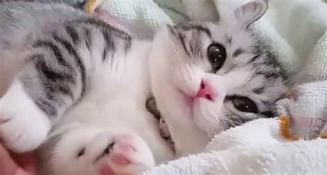 10 Kucing Lucu Sedunia, Manakah Yang Paling Lucu? - Kucing.co.id