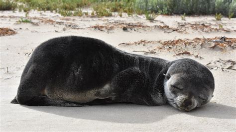 Oh nothing, just this cute subantarctic fur seal having a nap on the beach | Mashable