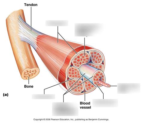 Muscle fiber Diagram | Quizlet