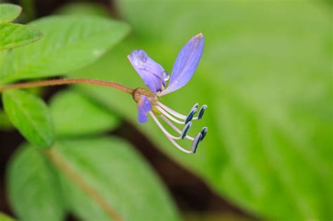 Premium Photo | Beautiful wild flower in forest