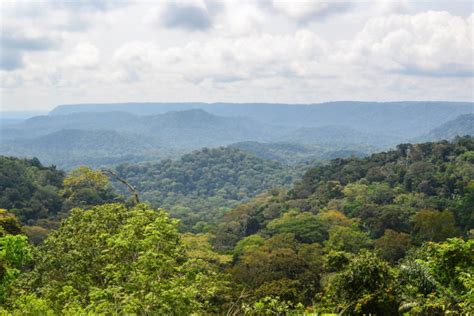 Gabon Becomes First African Country to Get Paid For Protecting Its Forests – africalive.net