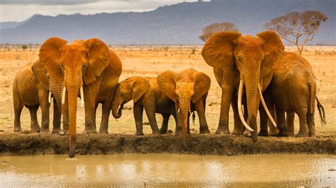 Elephants Africa wallpaper | 1920x1080 | #12870