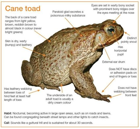 Cane toad