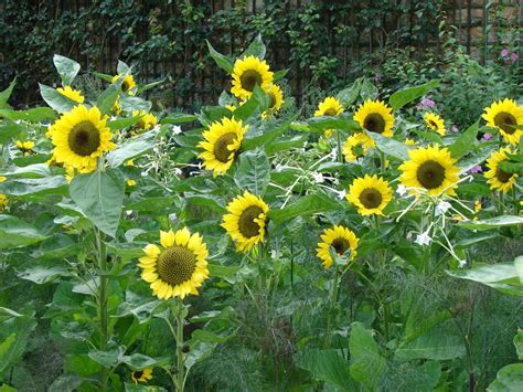 Sunflowers for Midwestern Gardens – News & Stories