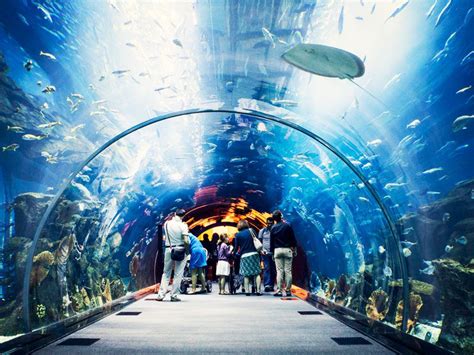 The Lost Chambers Aquarium in Tickets and offers Best Deal