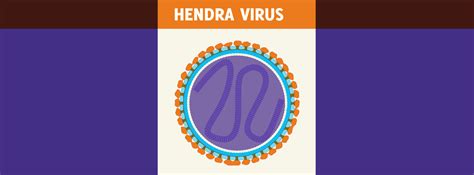 Hendra Virus | HorseDVM Diseases A-Z