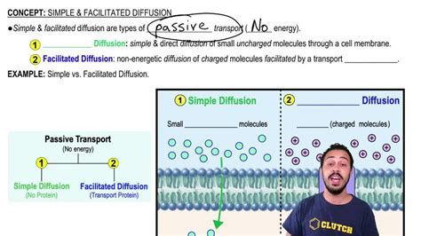 Facilitated Diffusion Animation