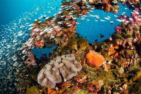 Coral reef study proves humans are major ecosystem disruptors - Earth.com