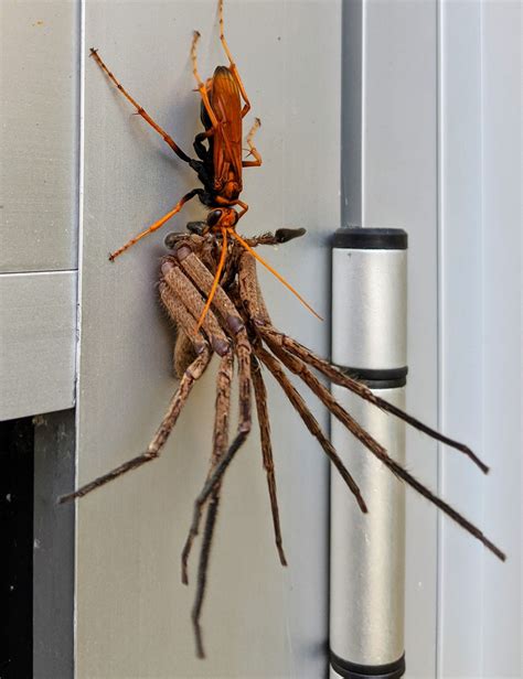 #pics got home from work to find this Tarantula Hawk wasp carting off a huntsman spider (Sydney ...