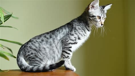 Savannah Cat Size: How Big Can They Get? - Cats Away