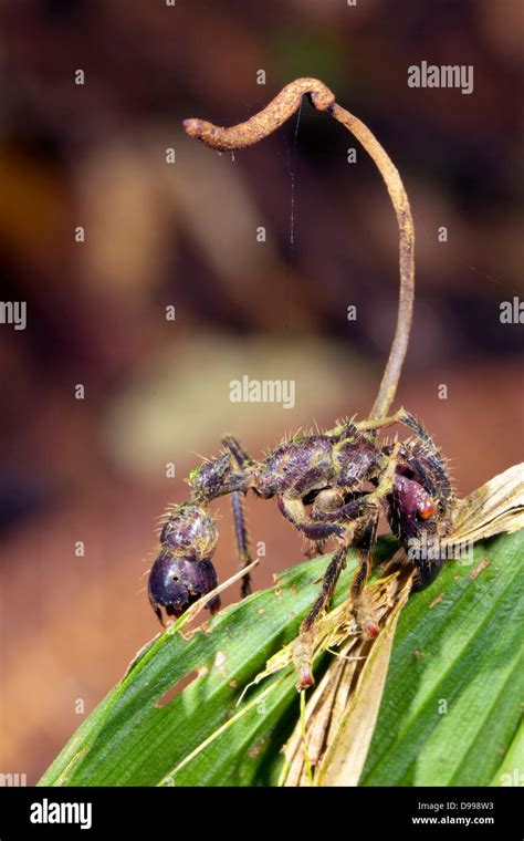 Bullet Ant (Paraponera clavata) infected by a Cordyceps fungus Stock Photo - Alamy