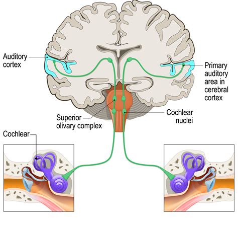 Diagram Of The Auditory System (a) Schematic Diagram Of The