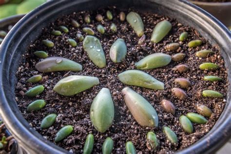 Succulent Propagation Leaf and Beheadings - Slightly Organic