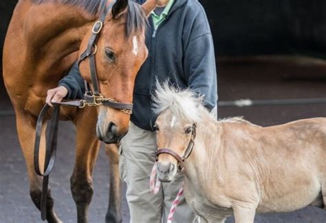 Morgan Horse Breed - History, Types, & Temperament - Helpful Horse Hints