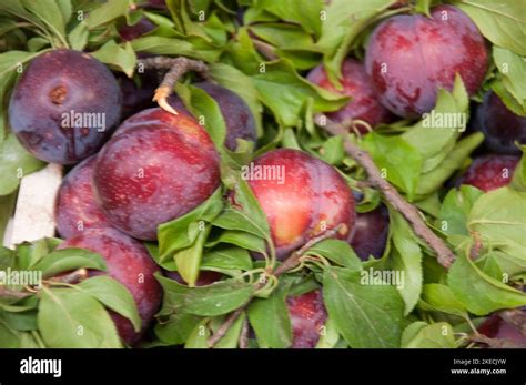 Plums, Food Stall, Tripoli Souk, Tripoli, Lebanon Stock Photo - Alamy