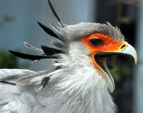 Secretary bird | Bird beaks, Birds of prey, Bird photo