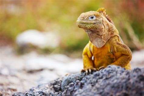 Galapagos Land Iguana - Facts, Size, Habitat & Variations