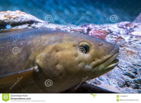 Atlantic Cod, Gadus Morhua, Portrait,close Up Stock Image - Image of animal, morhua: 110483873