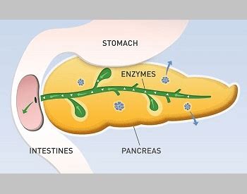 circulatory system facts for kids