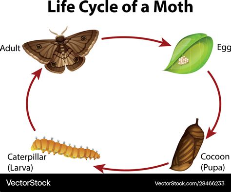 Cocoa Moth Life Cycle at Heather Wilson blog