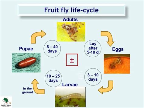 Life Cycle Of A Fruit Fly Life Cycles Assessment Shee - vrogue.co