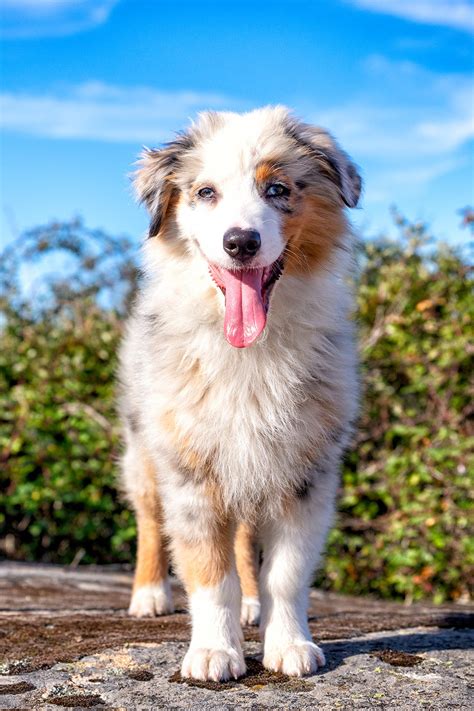 Australian Shepherd Puppies (25 Cute and Cuddly Pups) - Talk to Dogs