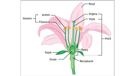 Flower Reproduction