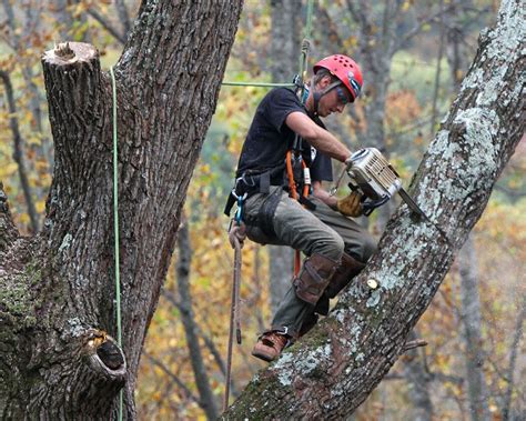 Some Of Arborist Jobs, Employment in Georgia – Telegraph