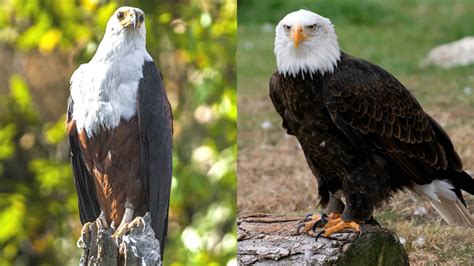 The African Fish Eagle vs Bald Eagle: Their Differences