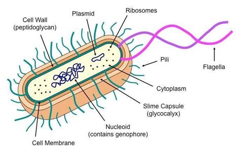 Morphology of Bacteria and its Structures External to Cell Wall - Food ...