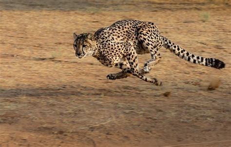 The Fastest Animal in the World - HubPages