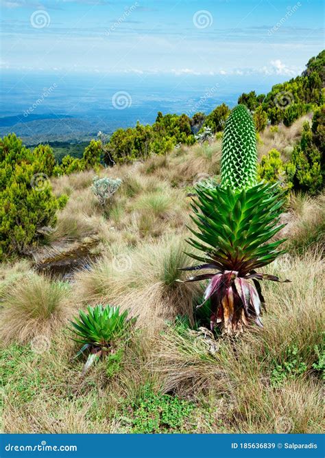 Giant Lobelia on Mount Kenya Stock Image - Image of mountain, green: 185636839