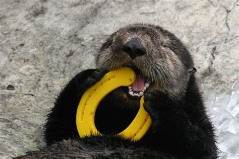 Sea Otter Teeth Are Gross but Really Useful for Scientists - Atlas Obscura